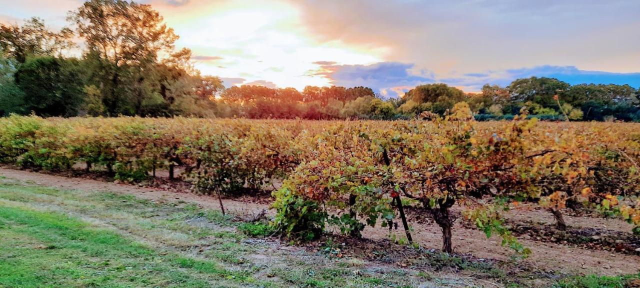 Chateau Rieutort Gites Saint-Pargoire エクステリア 写真